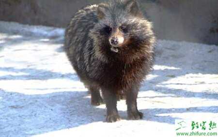 养殖貉子配种前期的管理