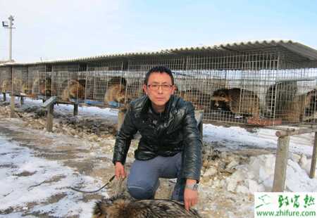 养殖貉子怎样防治“白鼻子”病