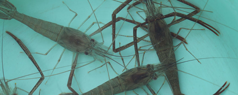 河虾喂鱼之前怎么处理