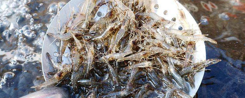 河虾可以养殖吗