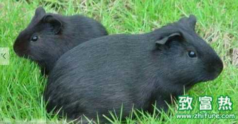 黑豚肉的营养价值 黑豚的生活习性