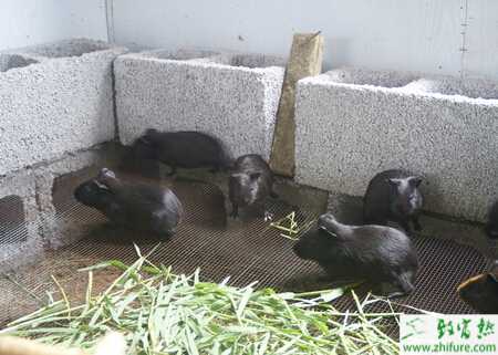 养殖黑豚繁殖的方法