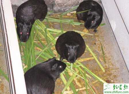 饲养管理黑豚的经验