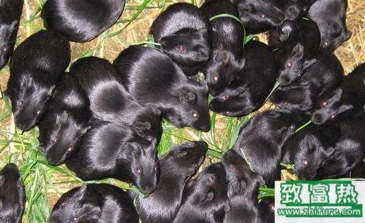 2020养黑豚赚钱吗？2020黑豚养殖前景及市场价格行情分析