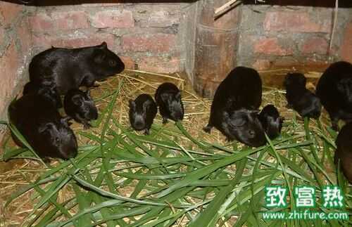 2022养黑豚赚钱吗？2022黑豚养殖前景及市场价格行情分析