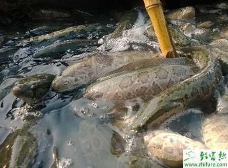 家里养黑鱼养几条好？养黑鱼风水