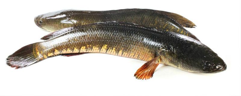 黑鱼一亩地能放多少条