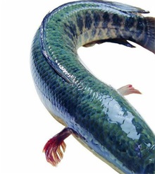 小型地上温棚黑鱼苗种繁育