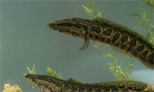 黑鱼腐皮病的防治