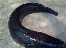 黑鱼出血症的防治