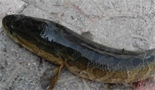 黑鱼养殖池需定期消毒