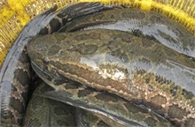 金山乐购黑鱼等水产品不合格