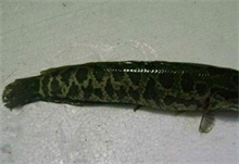 黑鱼苗种培育关键