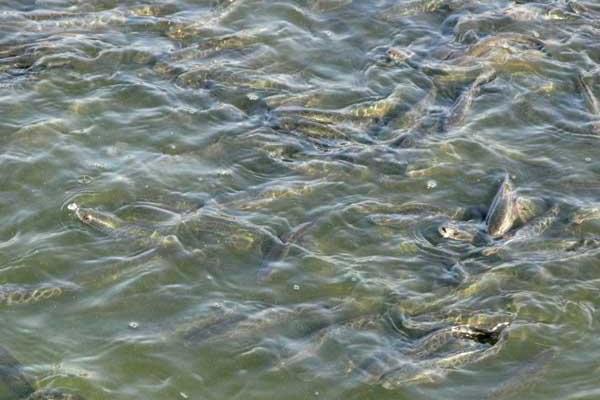  2022养黑鱼赚钱吗？2022黑鱼养殖前景及市场价格分析