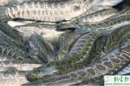 黑鱼养殖的市场前景