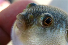 无毒河豚即将批量上市