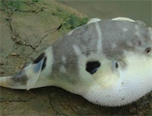 清明前后河豚鱼毒素最强