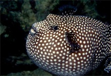 河豚暴发病的防治