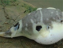 风口浪尖上的大连河豚