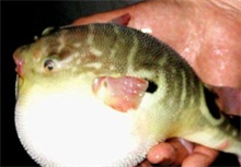 河豚气泡病的防治