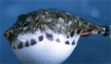 漳州海捕河豚鱼出口翻倍增长