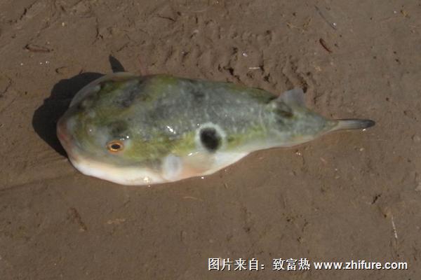 河豚价格多少钱一斤？