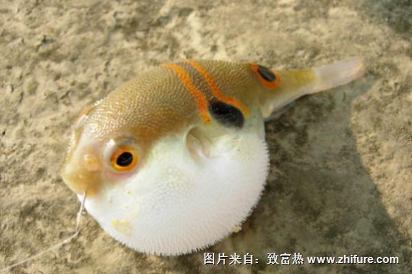 河豚有毒吗？