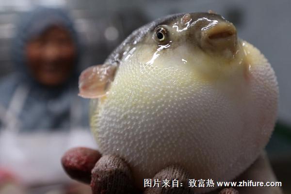 2022养河豚赚钱吗？河豚养殖的利润与投资成本及前景预测