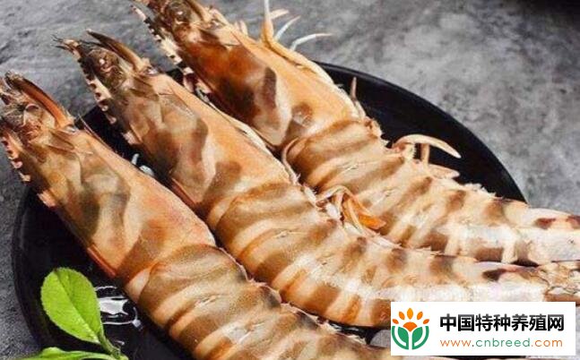 竹节虾多少钱一斤？竹节虾和明虾的区别是什么？