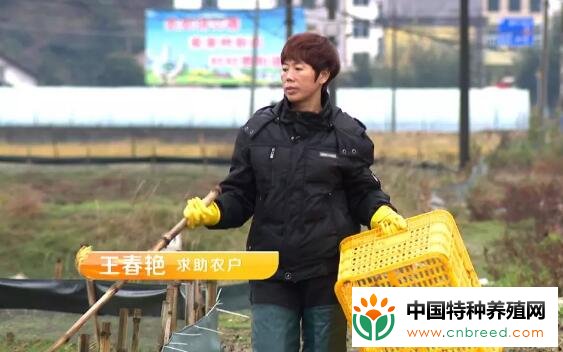 小龙虾苗莫名死亡？养虾高手的龙虾苗保卫战