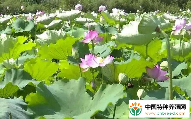 “虾荷共养”模式，实现一水两养、虾荷双赢！