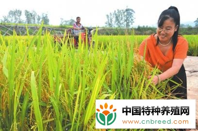 稻虾立体种养，每亩收益7000元！