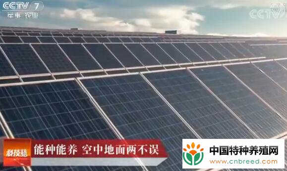 光伏板下能种能养 空中地面赚钱两不误