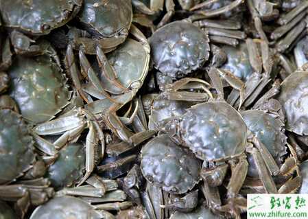冬季河蟹暂养如何防冻