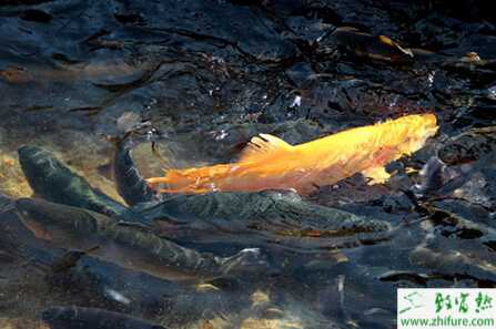 养殖虹鳟鱼的人工繁殖技术