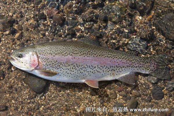 2022养虹鳟鱼赚钱吗？虹鳟鱼养殖的利润与投资成本及前景预测