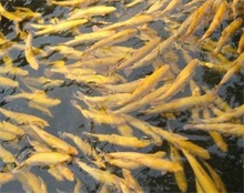 养殖虹鳟鱼场地的选择