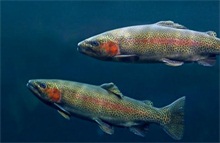 虹鳟鱼肝损伤的防治