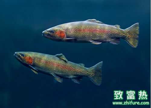 2022养虹鳟鱼赚钱吗？2022虹鳟鱼养殖前景及市场价格行情分析