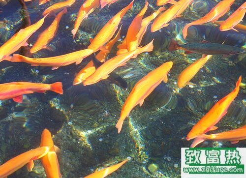 2020养虹鳟鱼赚钱吗？2020虹鳟鱼养殖前景及市场价格行情分析