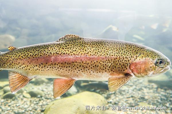 虹鳟鱼和三文鱼的区别是什么？