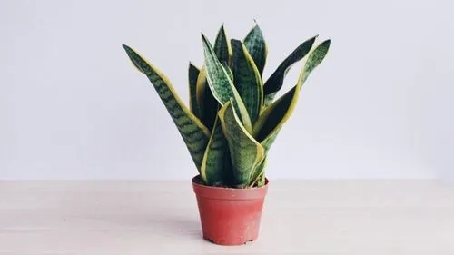 如何养殖虎皮兰：从入门到精通 