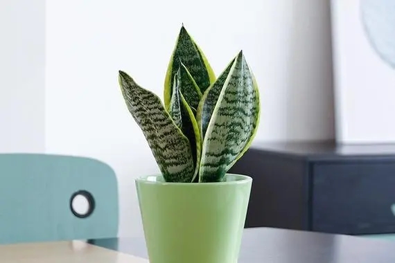 虎皮兰的养殖方法：简单步骤，美丽结果