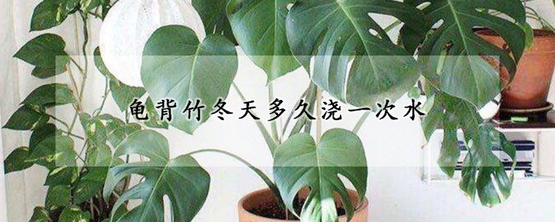 龟背竹冬天多久浇一次水