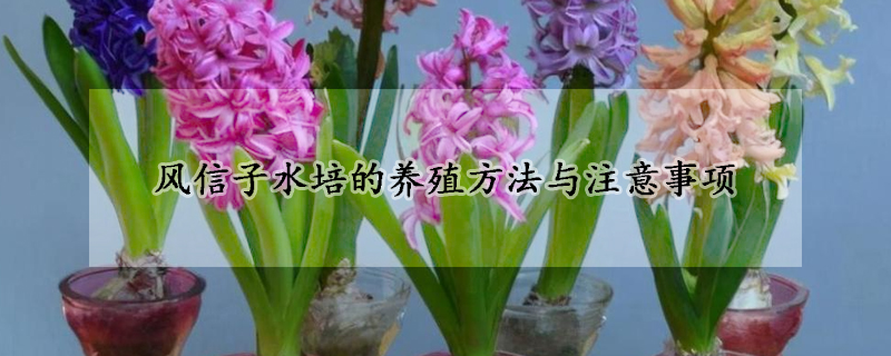 风信子水培的养殖方法与注意事项