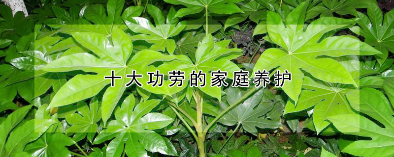 十大功劳的家庭养护