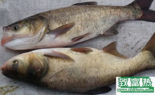 2020养花鲢赚钱吗？2020花鲢养殖前景及市场价格行情分析