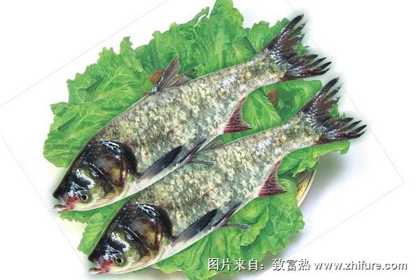 孕妇能吃花鲢吗？