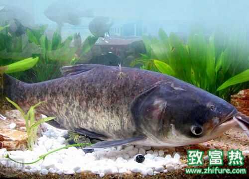 2022养花鲢赚钱吗？2022花鲢养殖前景及市场价格行情分析