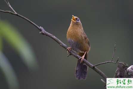 养殖画眉啄毛症的防治